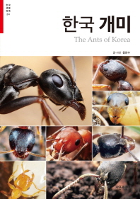 한국 개미